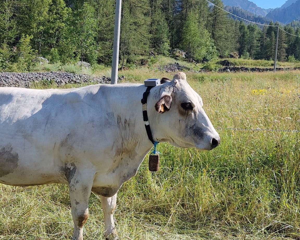Collare Cintà indossato dalla mucca